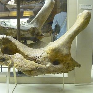 Protembolotherium efremovi skull