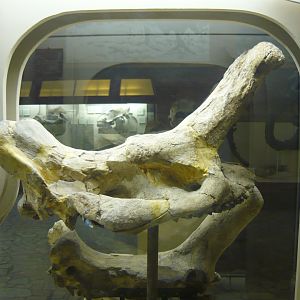 Protembolotherium efremovi skull