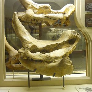 Embolotherium efremovi skulls