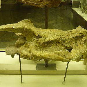 Brontothere skull