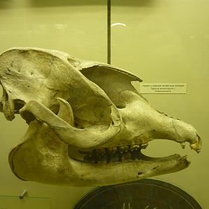 Modern Lowland tapir skull