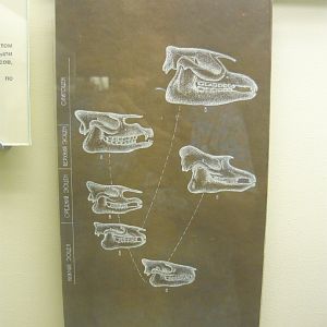 Tapiroid skull evolution