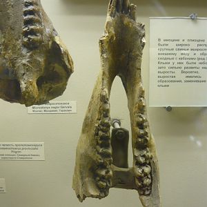 Potamochoerus provincialis mandible
