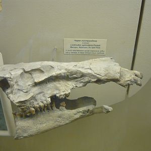 Listriodon splendens skull (cast)