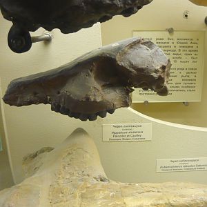 Hippohyus sivalensis skull (cast)