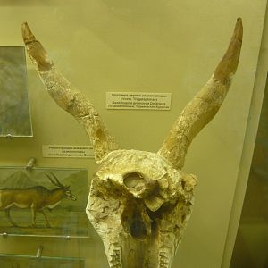 Gazellospira gromovae skull fragment