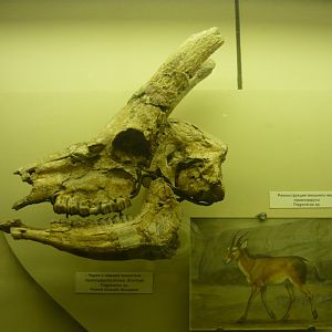 Tragocerus sp. skull and reconstruction