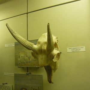 Modern Saiga skull
