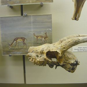 Gazell deperdita skull