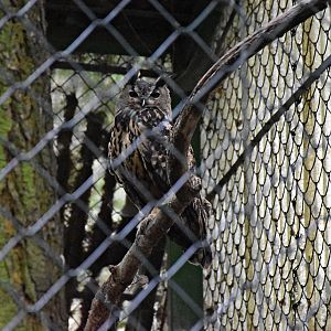 Eurasian eagle-owl