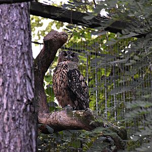 Eurasian eagle-owl