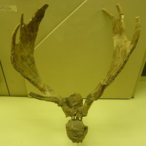 Cervavitus variabilis skull fragment with antlers