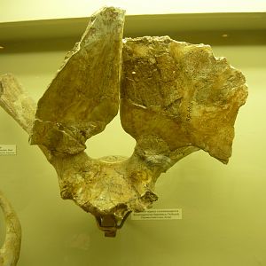 Sinomegaceros flabellatus skull fragment with antlers