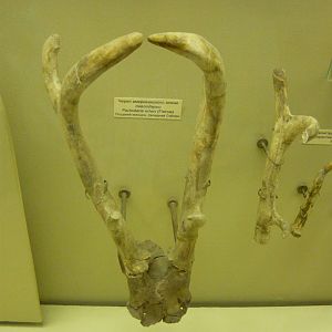 Pavlodaria orlovi skull fragment with antlers