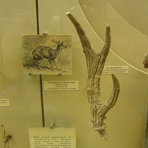 Cervavitus variabilis antler and reconstruction