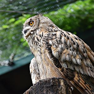 Turkoman Eagle-owl