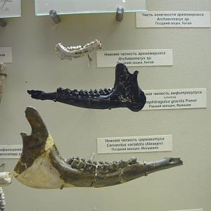 Various artiodactyl fragments