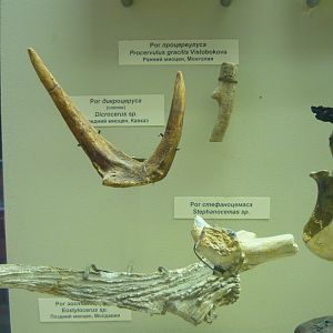 Various artiodactyl fragments