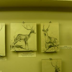 Deer drawings by Flerov K.K.