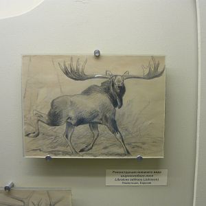 Libralces latifrons reconstruction