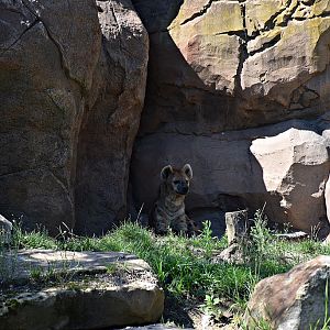 Spotted hyena