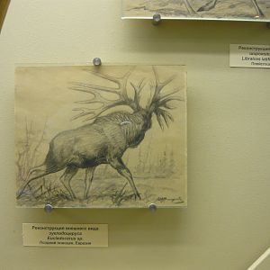 Eucladocerus sp. reconstruction