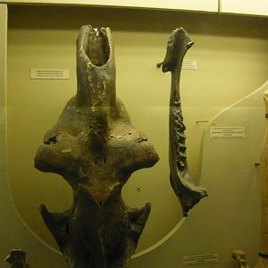 Camelus knoblochi skull and mandible