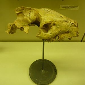 Mericoidodon culbertsonii skull