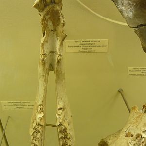 Paracamelus alexejevi mandible fragment