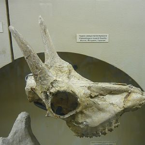Male Palaeotragus rouenii skull