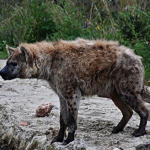 Spotted hyena