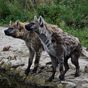Spotted hyena
