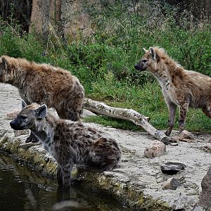 Spotted hyena