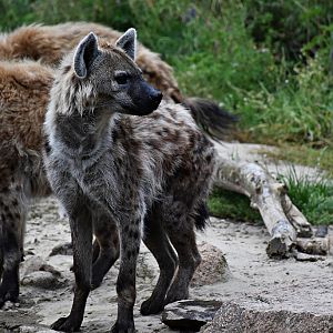 Spotted hyena
