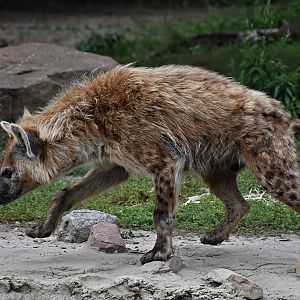 Spotted hyena