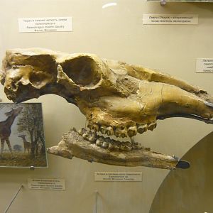 Female Palaeotragus rouenii skull
