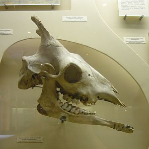 Modern Giraffe skull