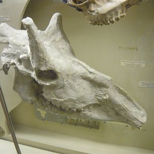 Samotherium boissieri skull (cast)