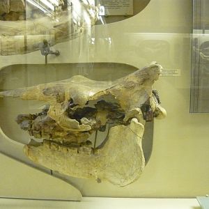 Aceratherium aralense skull