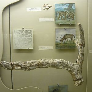 Eucladocerus sp. antler