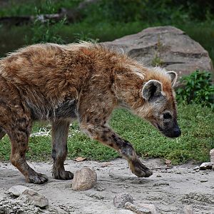 Spotted hyena