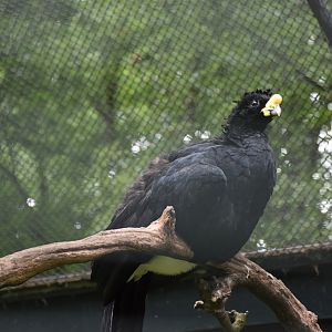 great curassow