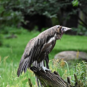Hooded vulture