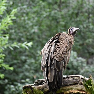 Turkey vulture