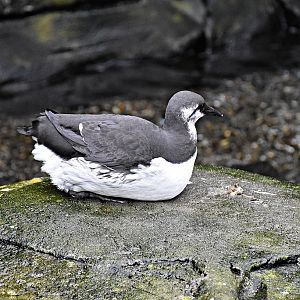 Common murre