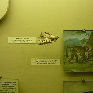 Papio sushkini jaw fragment and reconstruction