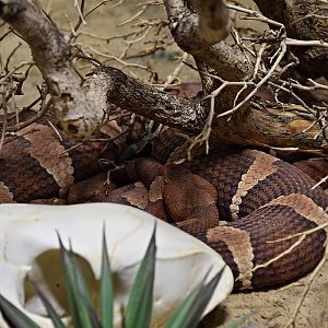 Trans-Pecos copperhead