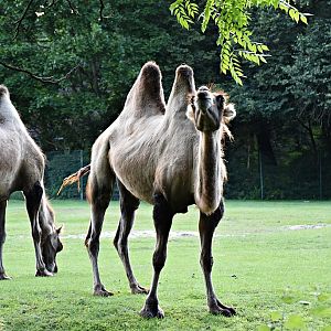 Bactrian camel