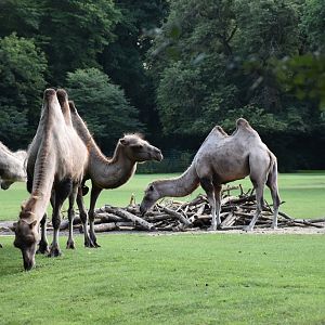 Bactrian camel