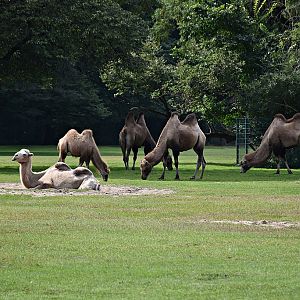 Bactrian camel